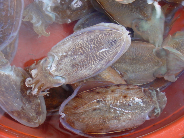 갑오징어(cuttlefish)
 - 갑오징어; cuttlefish; 