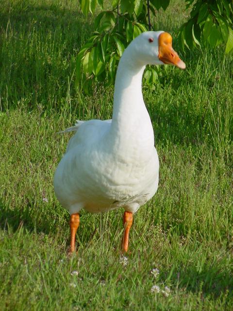 거위(Domestic Goose)
 - 거위; Anser cygnoides; Swan Goose; 중국거위; 