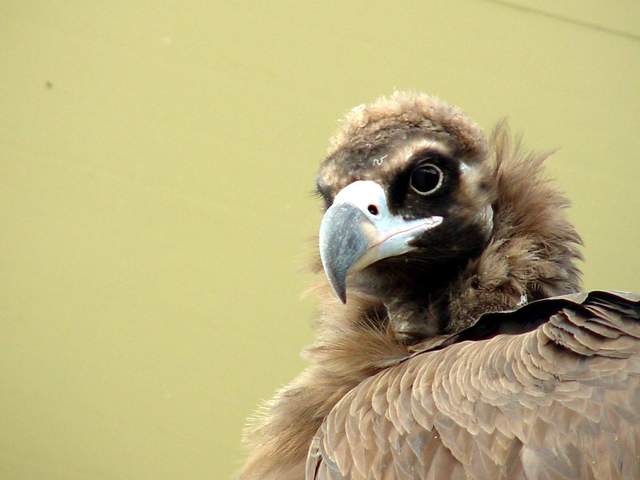 Eurasian black vulture (Cinereous vulture) | 독수리 - 독수리; Cinereous Vulture; Aegypius monachus; 