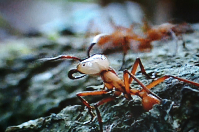 DSCF5071 - 개미; 병정개미; 