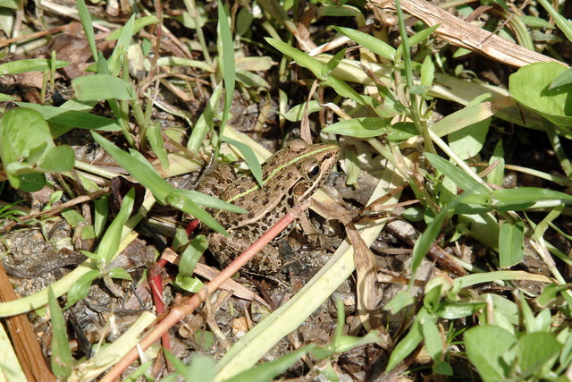 DSCF7209 - 개구리; 참개구리; Pelophylax nigromaculatus; Rana nigromaculata; 
