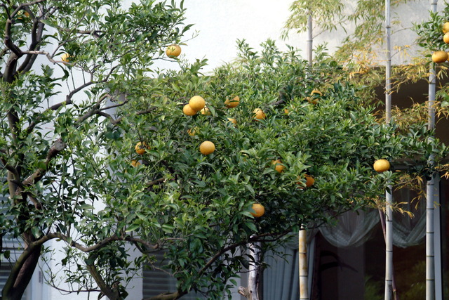 DSCF4899 - 하귤; 여름귤나무; Citrus natsudaidai; 과일; tree; fruits; 