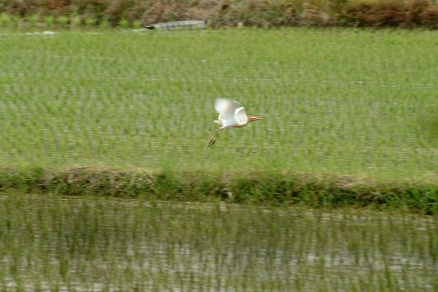 DSCF5559 - 황로; 黃鷺; Bubulcus ibis; 