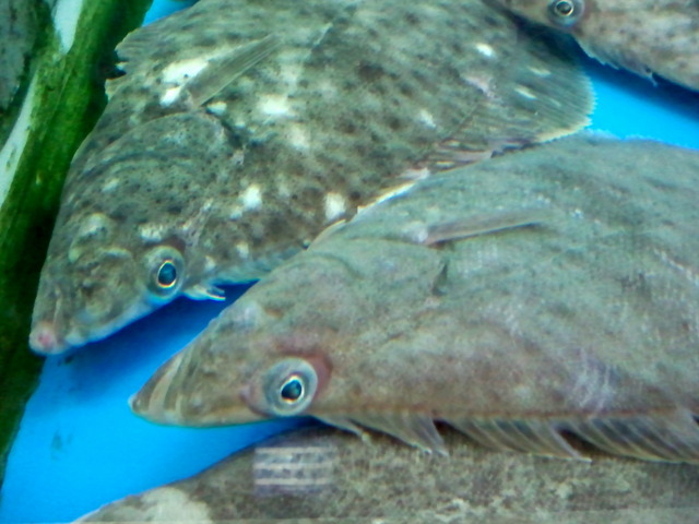 사진110215_042 - 물고기; 도다리; 가자미과; 