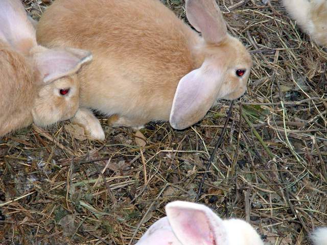 Domestic Rabbits | 집토끼 - 집토끼; 