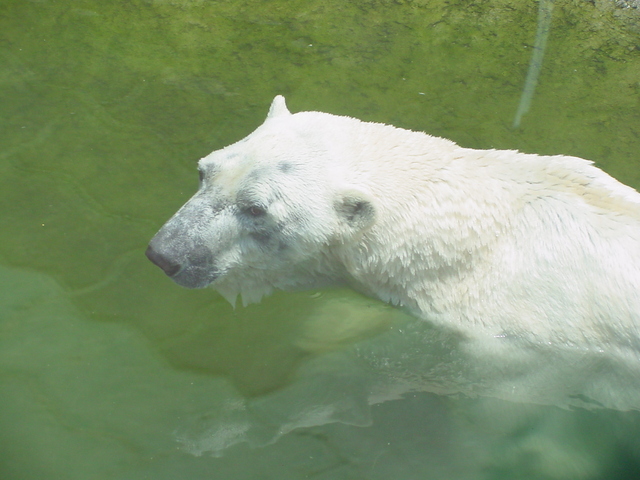 북극곰/흰곰(Polar Bear)
 - 북극곰; 흰곰; Polar Bear; Ursus maritimus; 