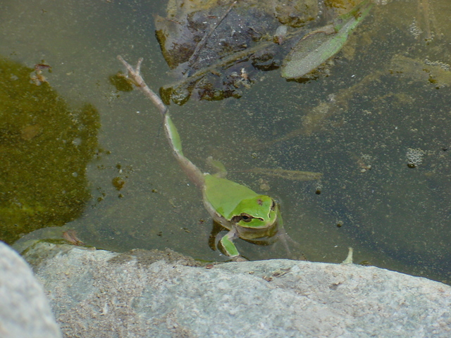 청개구리(Far Eastern Tree Frog)
 - 개구리; 청개구리; Hyla japonica; 