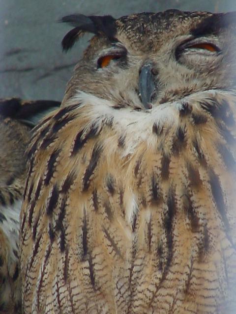 수리부엉이(Common Eagle Owl)
 - 수리부엉이; Eagle Owl; 