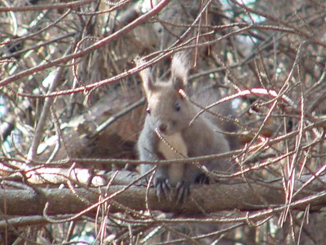 Korean Tree Squirrel | 청설모 - 청설모; tree squirrel; 청서; Sciurus vulgaris; 
