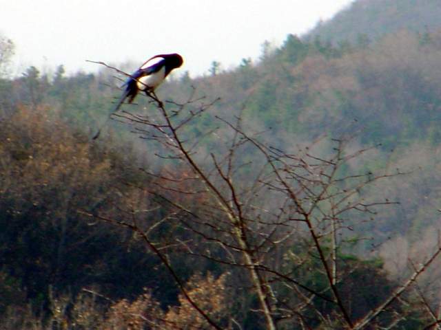Black-billed Magpie on tree | 나무위의 까치
