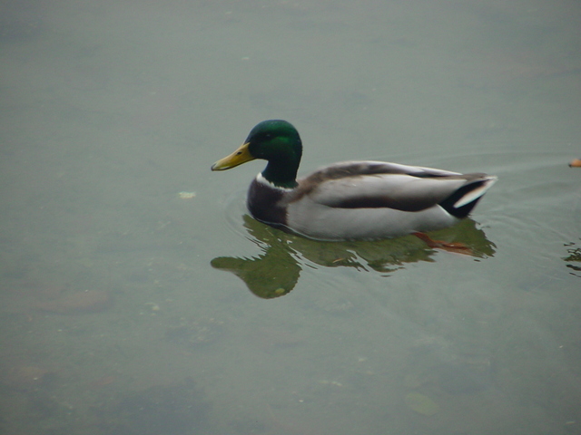 Mallard Duck
 - mallard; 