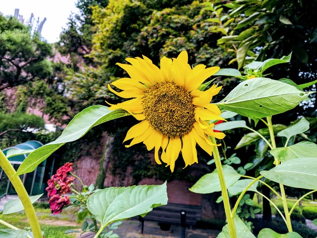 해바라기 꽃 - 꽃; 노란색 꽃; 해바라기; sun flower; Sunflower; Helianthus annuus; 국화목; 국화과; 