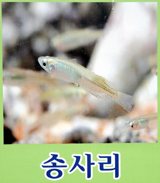 DSCF3362 - 민물고기; 송사리; Oryzias latipes; 