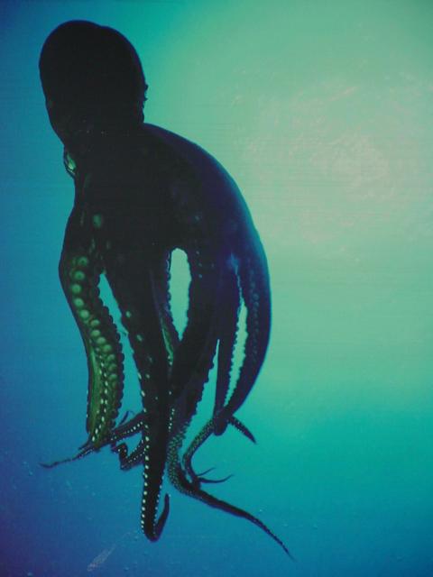Octopus
 - octopus; 