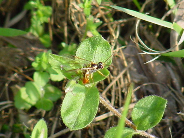 이름모를 작은 곤충(벌?)
 - 벌; 잎벌; 황호리병잎벌; Tinthredo mortivaga; 