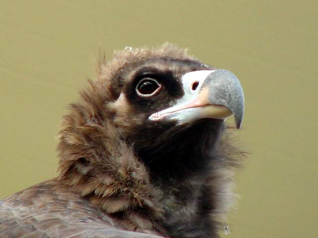 Eurasian black vulture (Cinereous vulture) | 독수리 - Aegypius monachus; 독수리; 