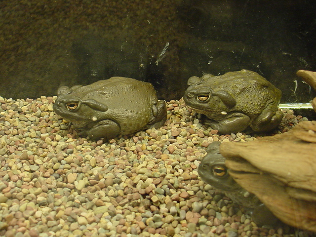 Colorado Toads
 - Colorado River Toad; Sonoran Desert Toad; Bufo alvarius; ; 