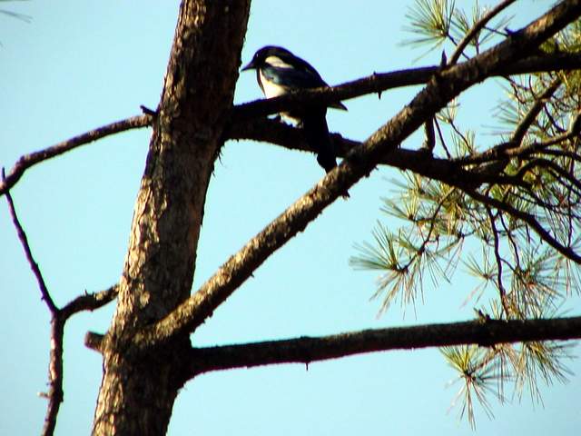 Black-billed Magpie on tree | 나무위의 까치