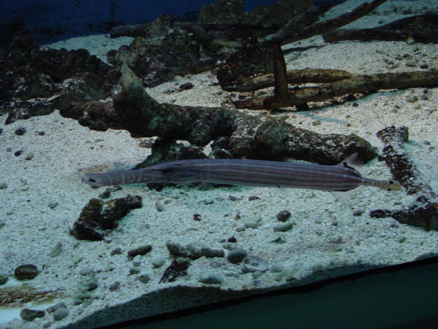 Pipefish
 - pipefish; 