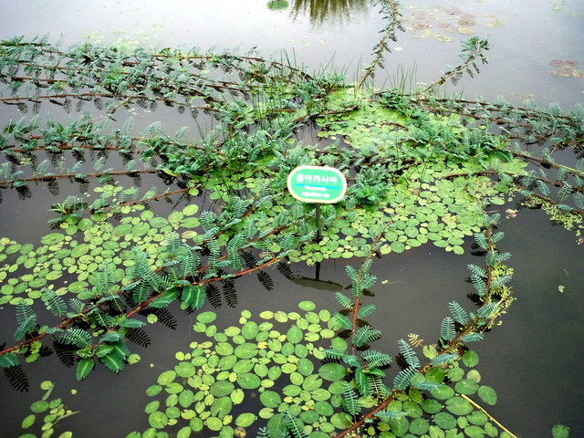 사진110703_008 - 함양; 상림공원; 연못; 물아카시아; Neptunia aquatica; Aeschynomene fluitans; 