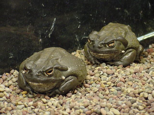 Colorado Toads
 - Colorado River Toad; Sonoran Desert Toad; Bufo alvarius; ; 