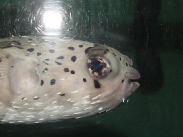 가시복(<i>Diodon holocanthus<i> (Linnaeus), Porcupine fish, Spiny puffer, Balloonfish)