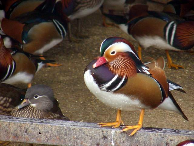 Mandarin Ducks (<i>Aix sponsa</i>) | 원앙 무리