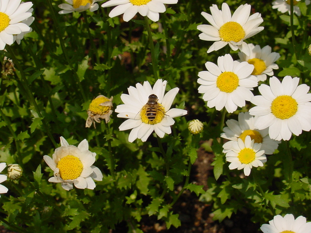 꽃과 꿀벌
 - 꽃; 꽃등에; 