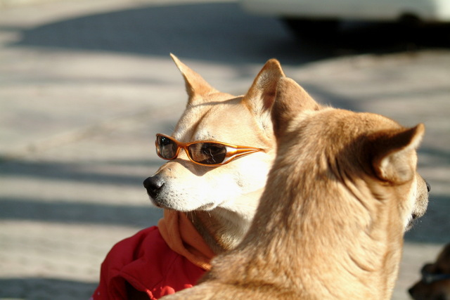 갑사가는 길 - 선글라스견 - 선글라스; Sunglass; Sun Glass; Sun Glasses; 선글래스; 안경; 개; dog; 