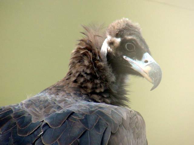 Eurasian black vulture (Cinereous vulture) | 독수리