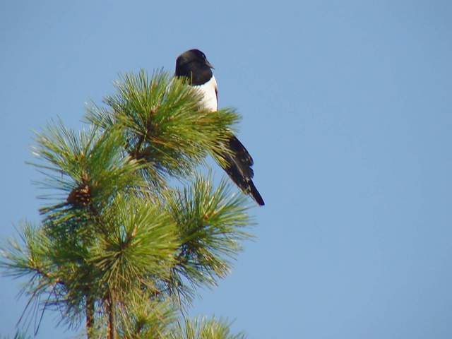 Black-billed Magpie on tree | 나무위의 까치 - 풍경; 까치; 하늘; 