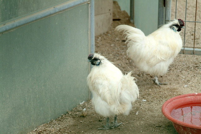 DSCF3222 - 닭; 