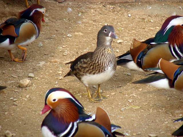 Mandarin Ducks (<i>Aix sponsa</i>) | 원앙 무리
