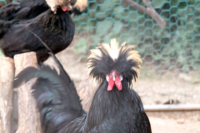 DSCF3429 - Polish Chicken; 폴리쉬; 닭; 