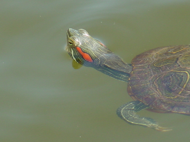 청거북(Red-eared slider turtle)
 - 붉은귀거북; 