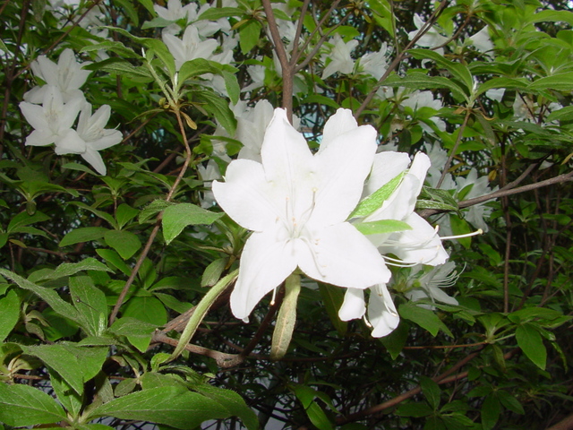 백합꽃
 - 꽃; 