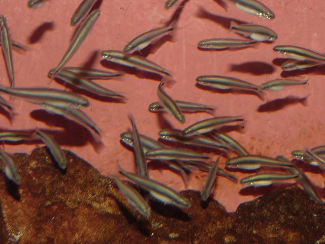 등설망둑(<i>Parioglossus dotui</i> Tomiyama), Dartfish)
