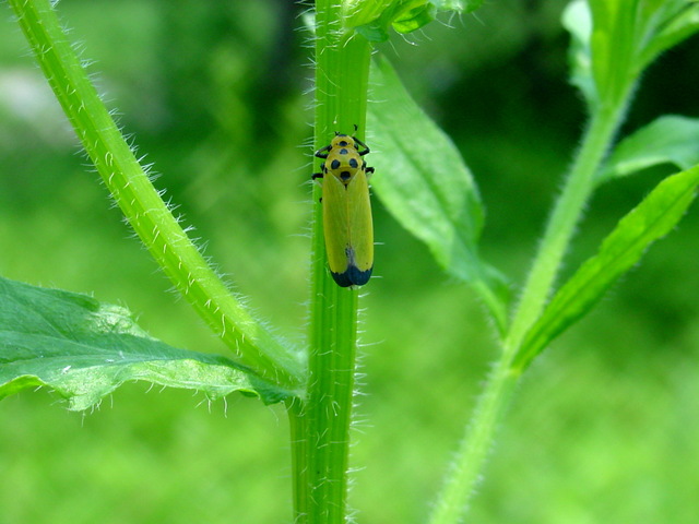 끝검은말매미충 - 끝검은말매미충; Bothrogonia japonica; black-tipped leafhopper; 