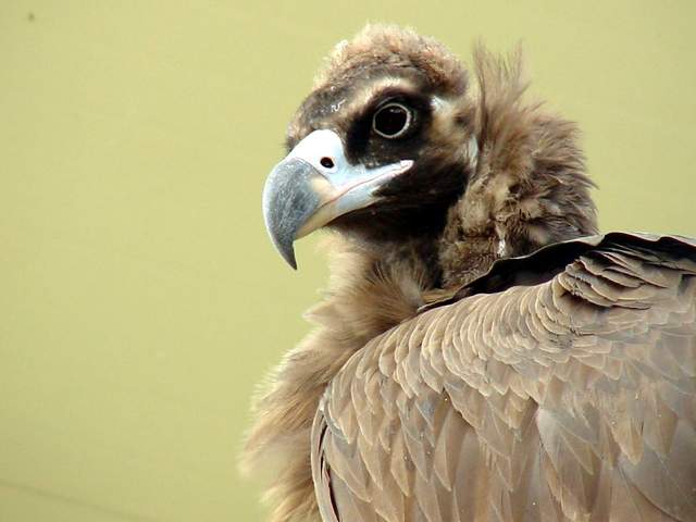 Eurasian black vulture (Cinereous vulture) | 독수리 - 독수리; Cinereous vulture; Aegypius monachus; 