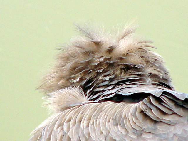 Eurasian black vulture (Cinereous vulture) | 독수리