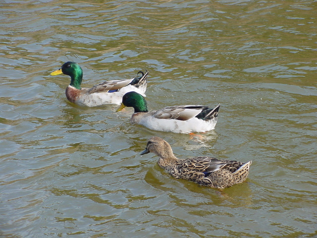 청둥오리(mallard ducks)
 - 오리; 