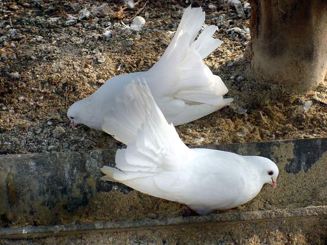 Fantail Pigeon | 부채꼬리비둘기