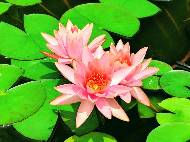 분홍 연꽃 - 연꽃; 연못; 분홍색 꽃; 