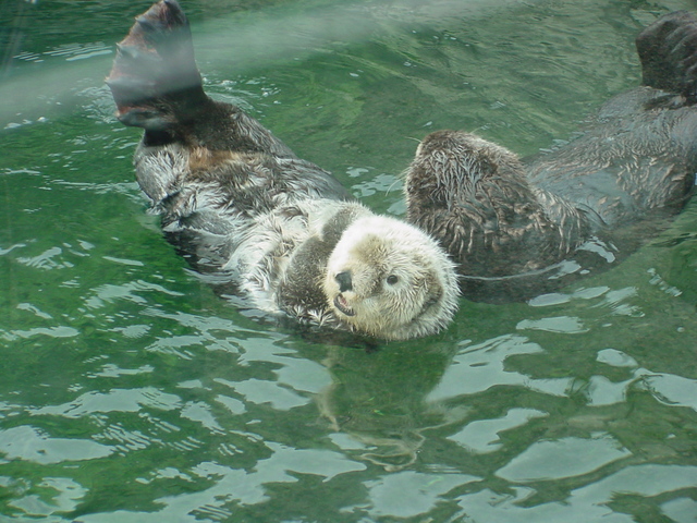 Sea Otters - sea otter; Enhydra lutris; 