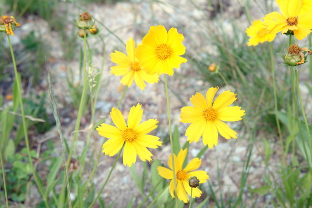 DSCF3082 - 금계국; 꽃; yellow flower; 
