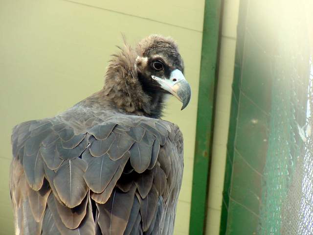 Eurasian black vulture (Cinereous vulture) | 독수리