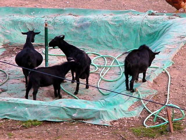 Black Domestic Goats | 검은 염소 - 염소; 흑염소; 