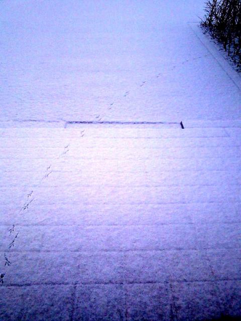 090114-0001 - magpie; footprint; 까치; 눈; 발자국; 
