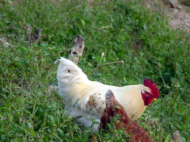 Domestic Chicken(Rooster) | 흰색 닭(수탉) - Gallus gallus domesticus; 