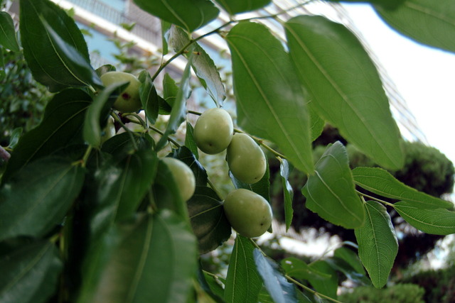 DSCF3666 - 과일; 대추; Zizyphus zizyphus; 대추나무; 장미목; 갈매나무과; 